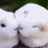 Theofilus Allorerung slot white rabbit 
